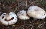 fungi images: Agaricus bisporus